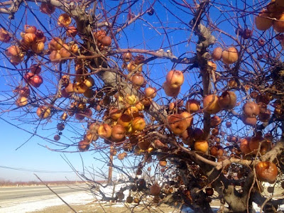 Rotten Apples Left on Tree Can Attract Unwanted Pests