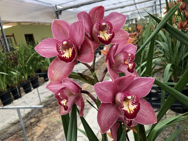 Cimbídio-Cymbidium-spp-Orquídea-cimbídio