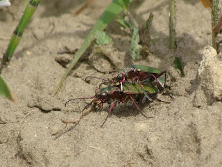 Cicindela (Cicindela) campestris couple DSC78954