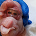 What is THAT? Alien pig baby born with a PENIS on its head freaks out the Internet
