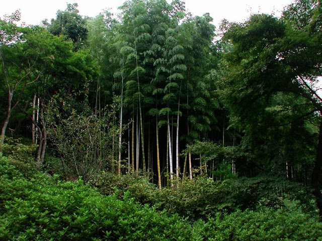 bamboo, beautiful, forest, japan, natural, 