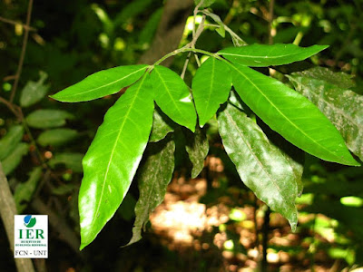 Dominguillo (Trichilia claussenii)