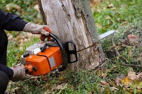 STORIES YOU DIDN'T KNOW ABOUT QUALITY TREE CARE