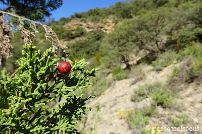 Ruta circular al Roc de Galliner, a la muntanya d'Alinyà