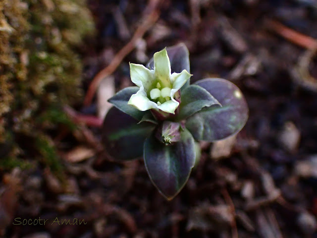 Gentiana zollingerii