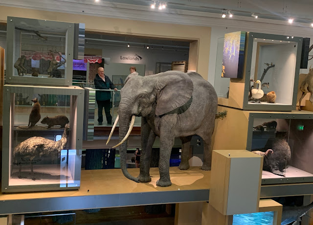 life size elephant on display great north museum