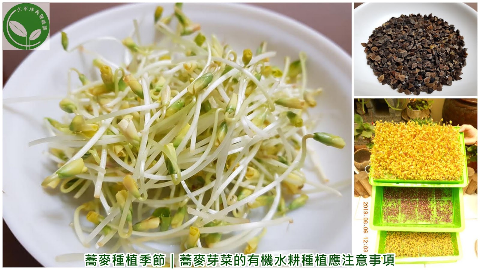 蕎麥種植季節 蕎麥芽菜的有機水耕種植應注意事項 太平洋有機農藝 Nidbox親子盒子 蕎麥種植季節 蕎麥芽菜的有機水耕種植應注意事項 太平洋有機農藝 Nidbox親子盒子