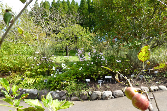 鳥取県西伯郡南部町鶴田　とっとり花回廊　グレイスガーデン