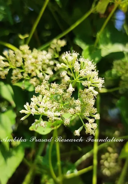 Mikania micrantha Kunth Family : Asteraceae Location : Cuttack, Odisha Habit : Climber Habitat : Stream banks, roadsides