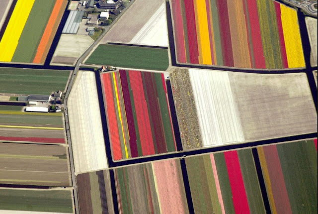 aerial photography of tulip farms in the Netherlands