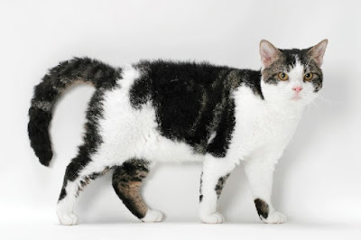 American Wirehair