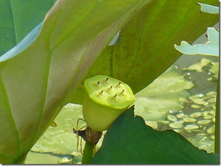 clip_image002