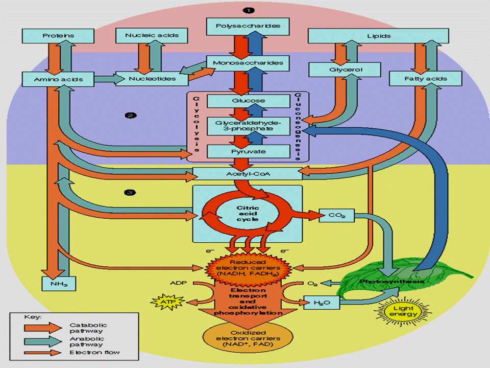 Copyan: metabolisme lipid