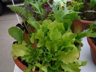 a variety of lettuces grow in a bowl of dirt at the Sioux City Farmer's Market