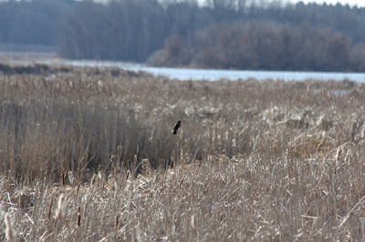 red-winged blackbird, late March