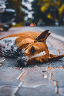 Mutt with sad eyes lying down on an Indian street