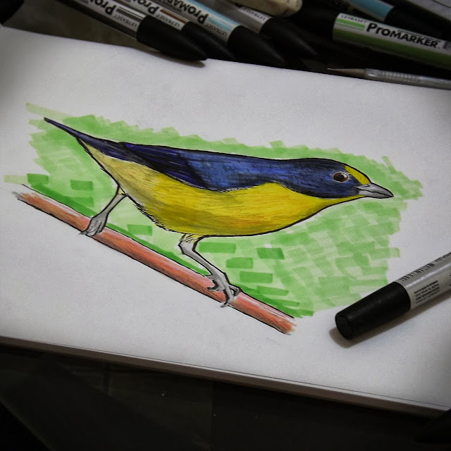 desenho, ilustracao, desenho-de-aves, gaturamo-verdadeiro, euphonia-violacea, marcadores, markers, promarker