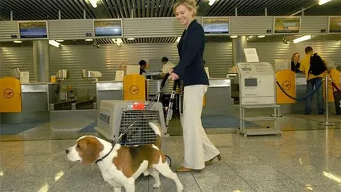 pet-transportation