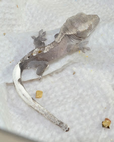 grey crested gecko