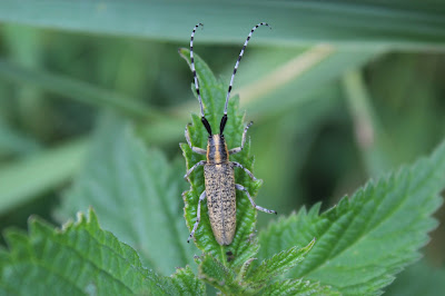 Gewone Distelboktor - Stikelbok - Agapanthia villosoviridescens