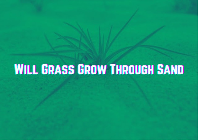 Will Grass Grow Through Sand