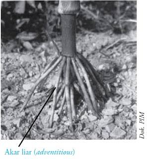 Struktur dan Fungsi Akar  pada Tumbuhan Gambar  Panduan 