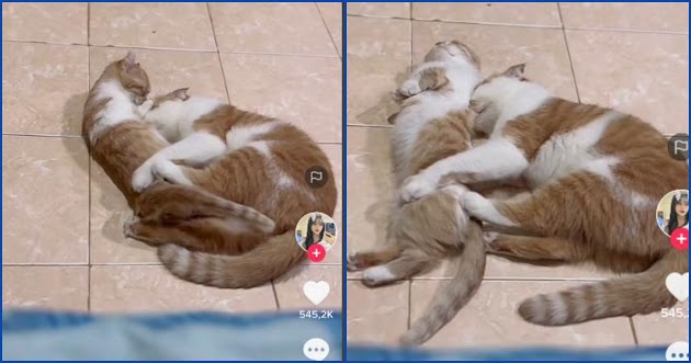 Video Dua Kucing Lagi Bermesraan, Bikin Baper