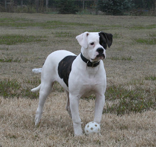 American Bulldog Pictures