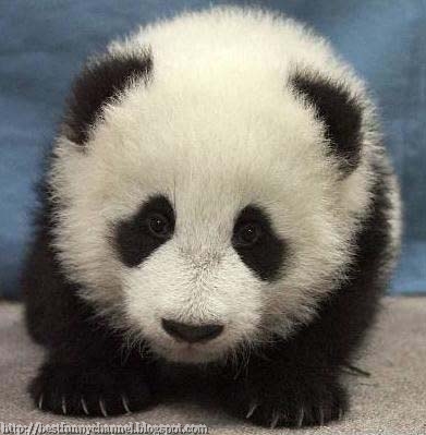 Cute panda.