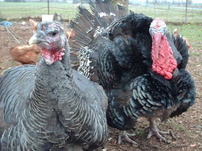 gobble turkeys yardbirds