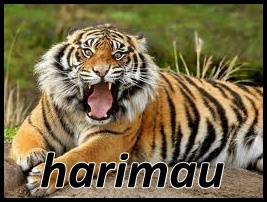 57+ Info Baru Gambar Harimau Putih