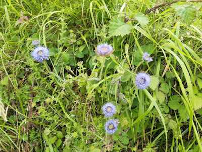 Jasione. Botón azul