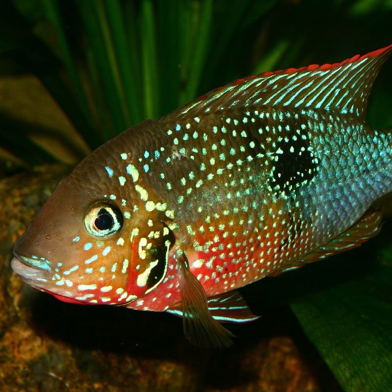 Budidaya Ikan Mulut Api (Firemouth Cichlid)