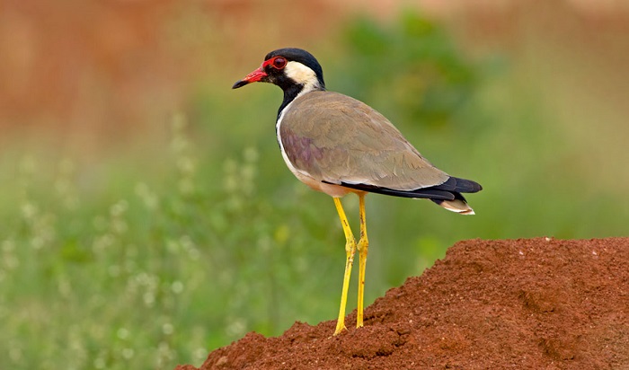 Narayan Sarovar Wildlife Sanctuary