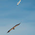 Migration drama above the skies of Gibraltar