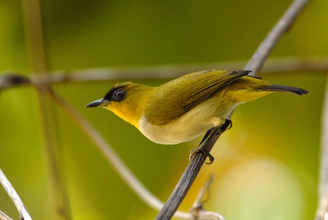  Jenis jenis Burung Pleci Berbagi Berita Berbagi Cerita