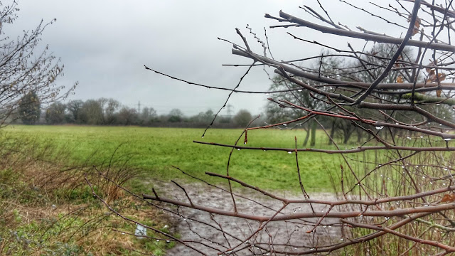 Project 366 2016 day 61 - Cold, wet, long run // 76sunflowers