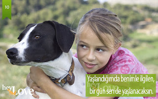 köpekler sevgi ister