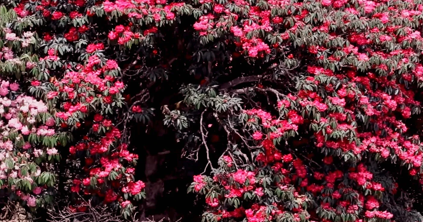 Rhododendron-Flower-milke