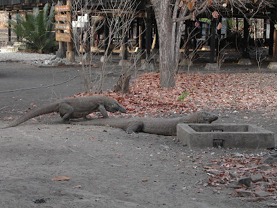 Komodo Dragon Eating. they Komodo+dragon+eating+