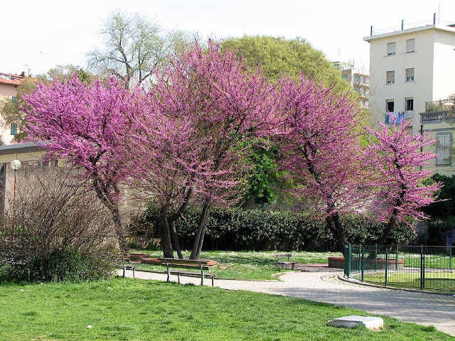 Judas Tree, City Center Park, Livorno