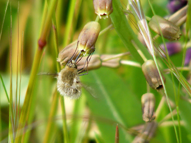 Bombyliinae. Indre et Loire. France. Photo by Loire Valley Time Travel.