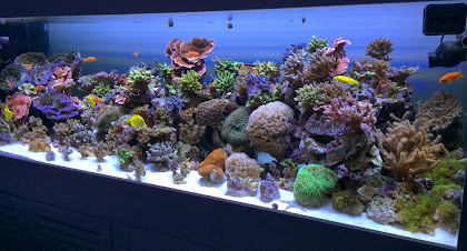 Reef Tank LED, PUR vs PAR in Aquarium Lighting