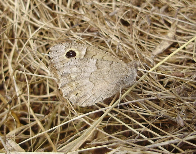 Hipparchia statilinus