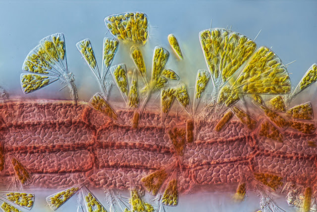 Диатомовые водоросли Licomopha, прикрепленные к красной водоросли
