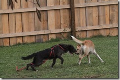 IMG_5915
