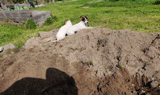 Thelma and Louise helping out