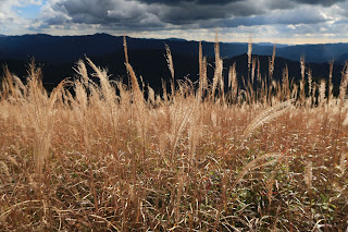 Oishi Kogen Highland