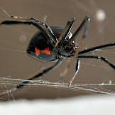 Information About Black Widow Spiders / Robin Loznak Photography: September 2010 : Black widow spiders reproduce in the summer and the eggs will need to incubate for an average of twenty to thirty days.