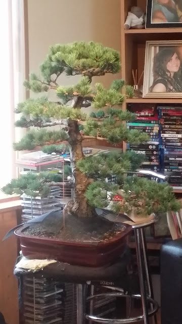 JWP bonsai, styling white pine bonsai, japanese white pine, bonsai, wiring bonsai, wiring pine